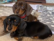 Miniture dachsaund puppies for sale