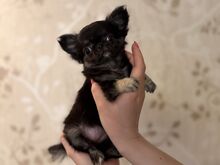 Chihuahua kutsikas