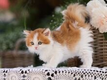 Ainuke EESTIS Briti kassipoeg GOLDEN/WHITE
