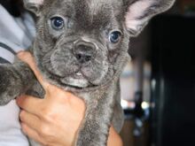 AKC Prantsuse buldogi kutsikad