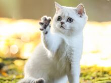 Голубоглазая девочка скоттиш-страйт