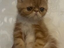 Котята экзотической породы
