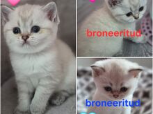 Британские котята