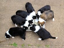 Bordercollie kutsikad