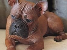 Chinese Chongqing Dog