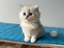 Редкий британский длинношёрстный котёнок