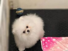 Pomeranian kutsikas