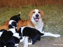 Bordercollie kutsikad