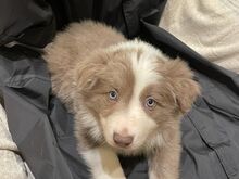 Bordercollie kutsikad