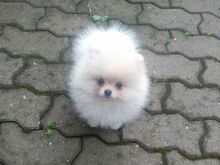 Pommeri kutsikad