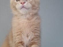 Maine Coon kassipojad, isased