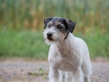 Jack Russell terjeri kutsikapoiss (FCI/LKF)
