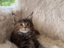 Maine Coon tõugu emased kassipojad