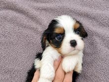 Cavalier King Charles spanjeli kutsikad!