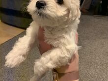 Bichon Frise kutsikad