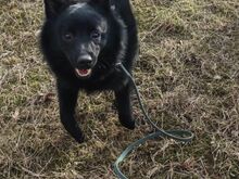 Schipperke - Schipperke