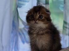 Scottish Fold
