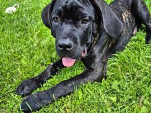 5-kuune isane Cane Corso kutsikas