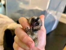 Müügil marmoset-ahvid.