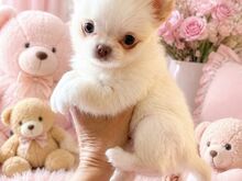 Chihuahua Kutsikad | Kennelklubis Registreeritud