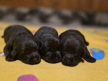 Labradori retriiveri kutsikad FCI