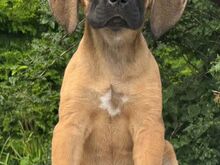 Cane Corso kutsikad
