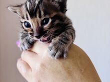 Бенгальские котята