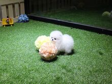 Pomeranian kutsikad