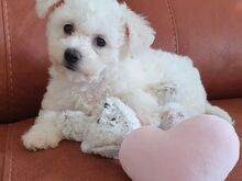 Bichon Frise