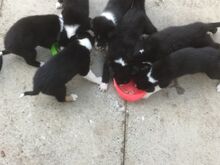 Bordercollie kutsikad