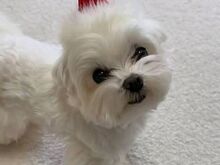 Malta Bichon