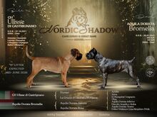 Cane Corso kutsikad