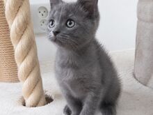 Голубые британские короткошерстные котята