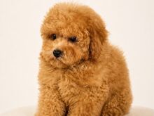 Maltipoo