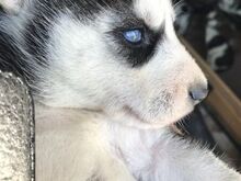 Siberi husky kutsikad