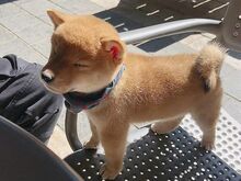 Jaapani Shiba Inu kutsikad.