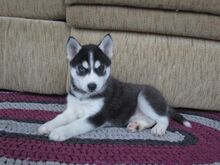 Siberi husky kutsikad