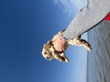 Maltipoo kutsikas