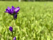 Eksklusiivne krunt Peipsi järve kaldal!