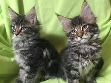 Maine Coon Kittens