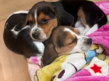 Beagle'i kutsikad