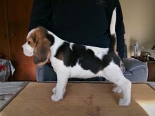 Beagle'i kutsikad