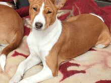 Basenji kutsikad