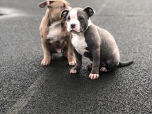 Ameerika buldog