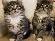 Beautiful Mine Coon Kittens ready