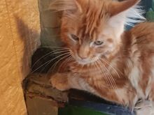 Maine Coon  kassipoeg