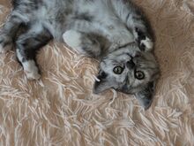 Scottish Fold/Straight