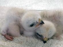 Gyr Falcons and Golden Eagle Eyas for Sale