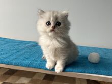 Редкий британский длинношёрстный котёнок
