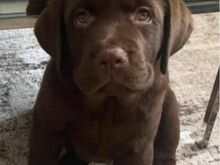 Labradori retriiveri kutsikad.